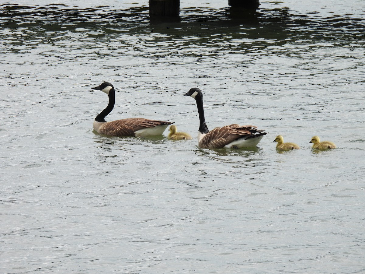 Canada Goose - ML620584388