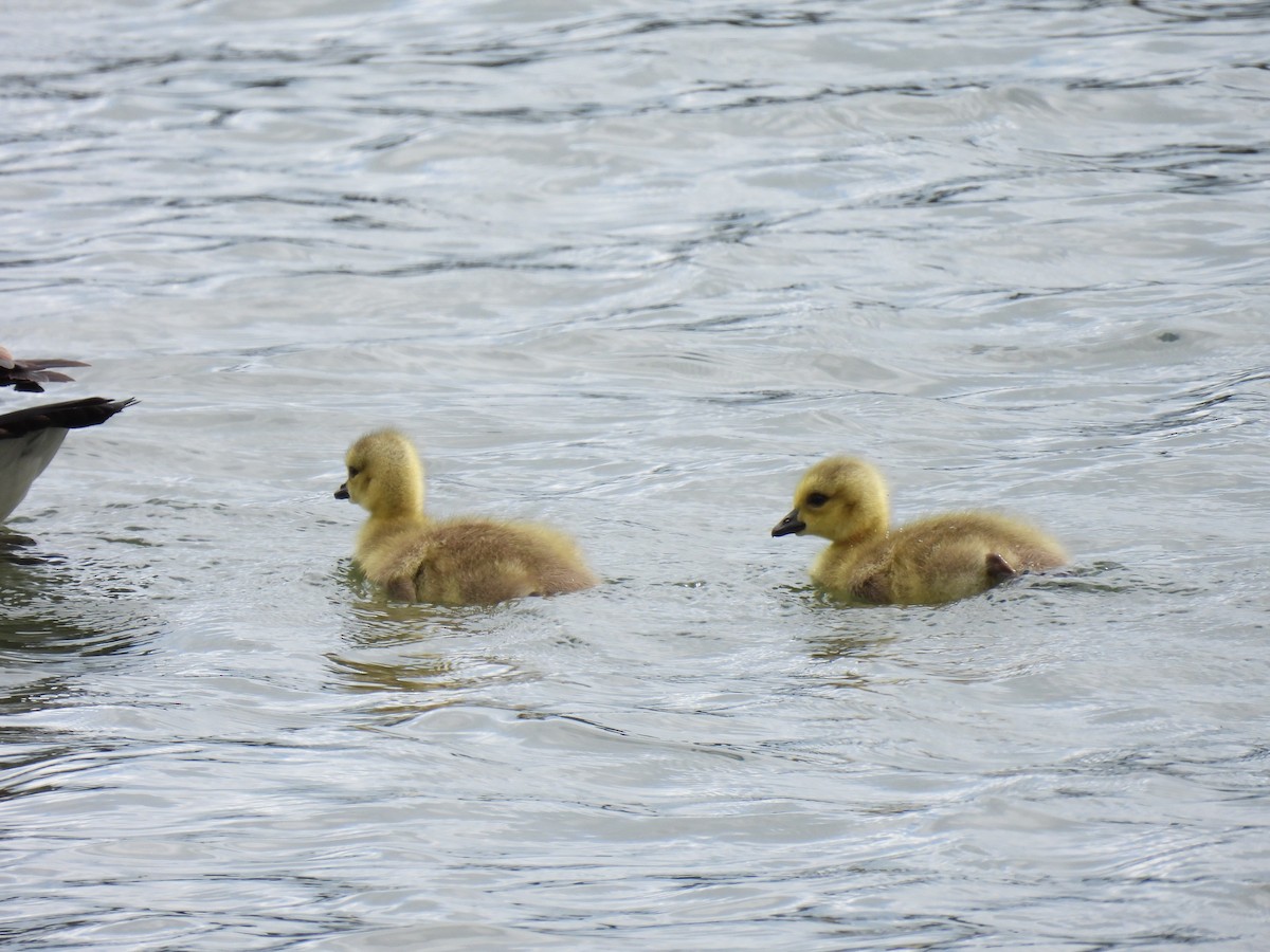 Canada Goose - ML620584391