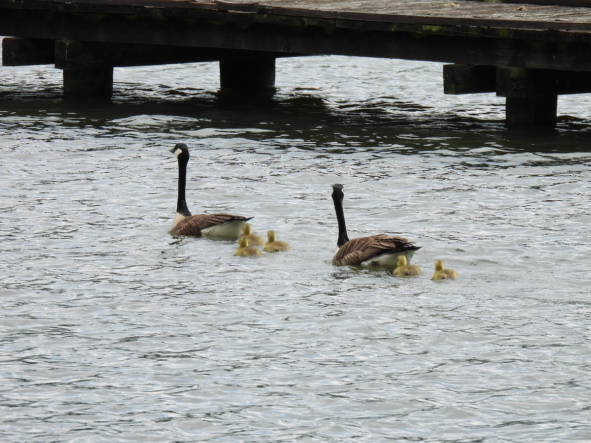 Canada Goose - ML620584392