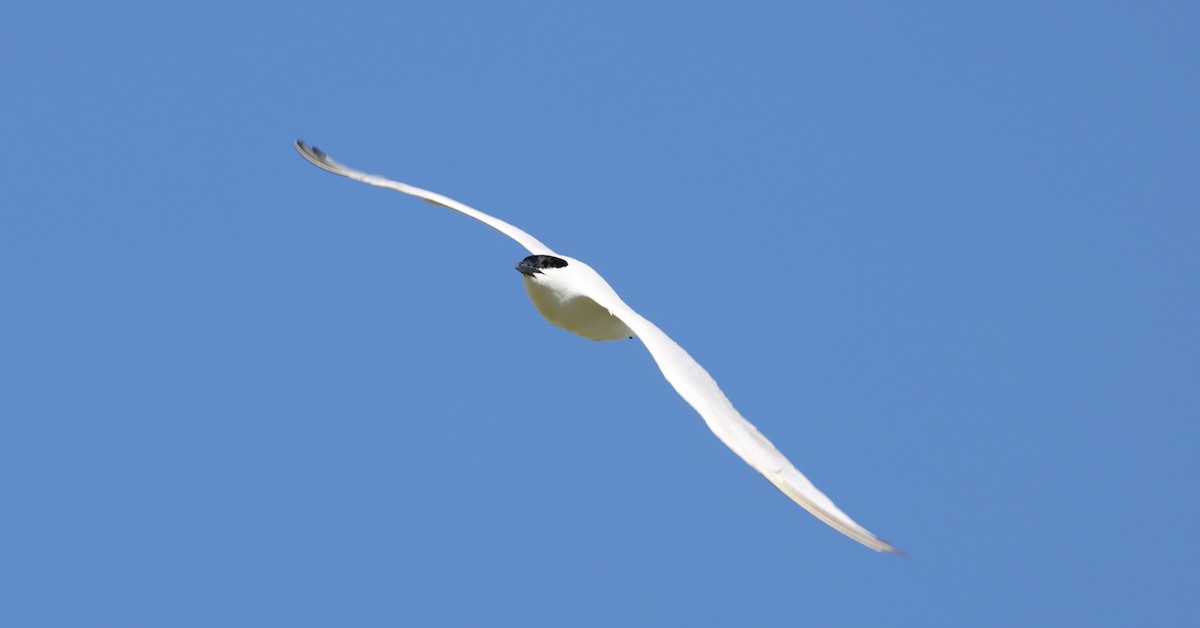 Australian Tern - Luke Enright