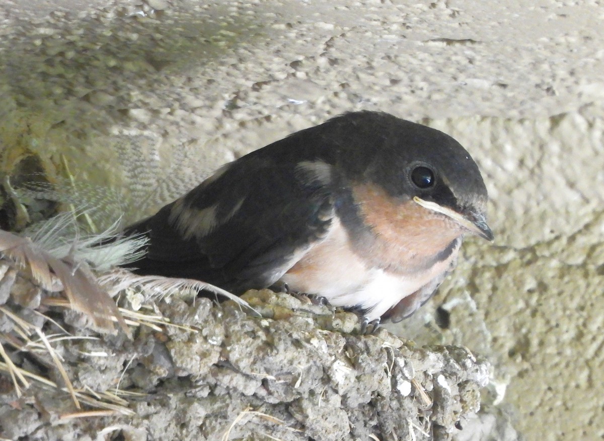 Barn Swallow - ML620584406