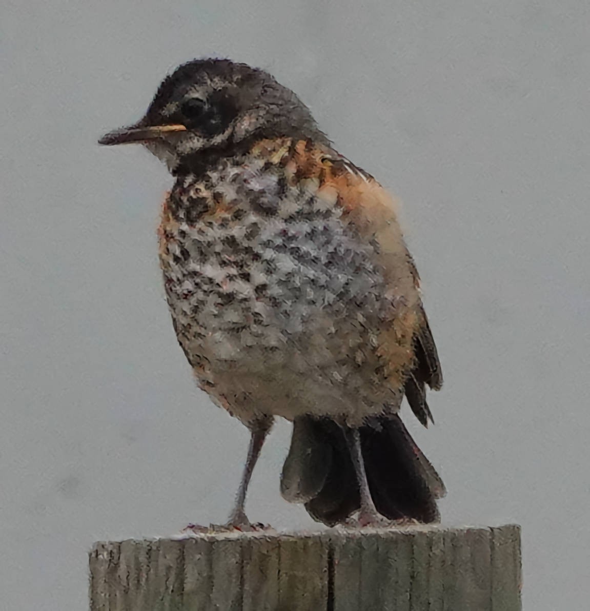 American Robin - ML620584412