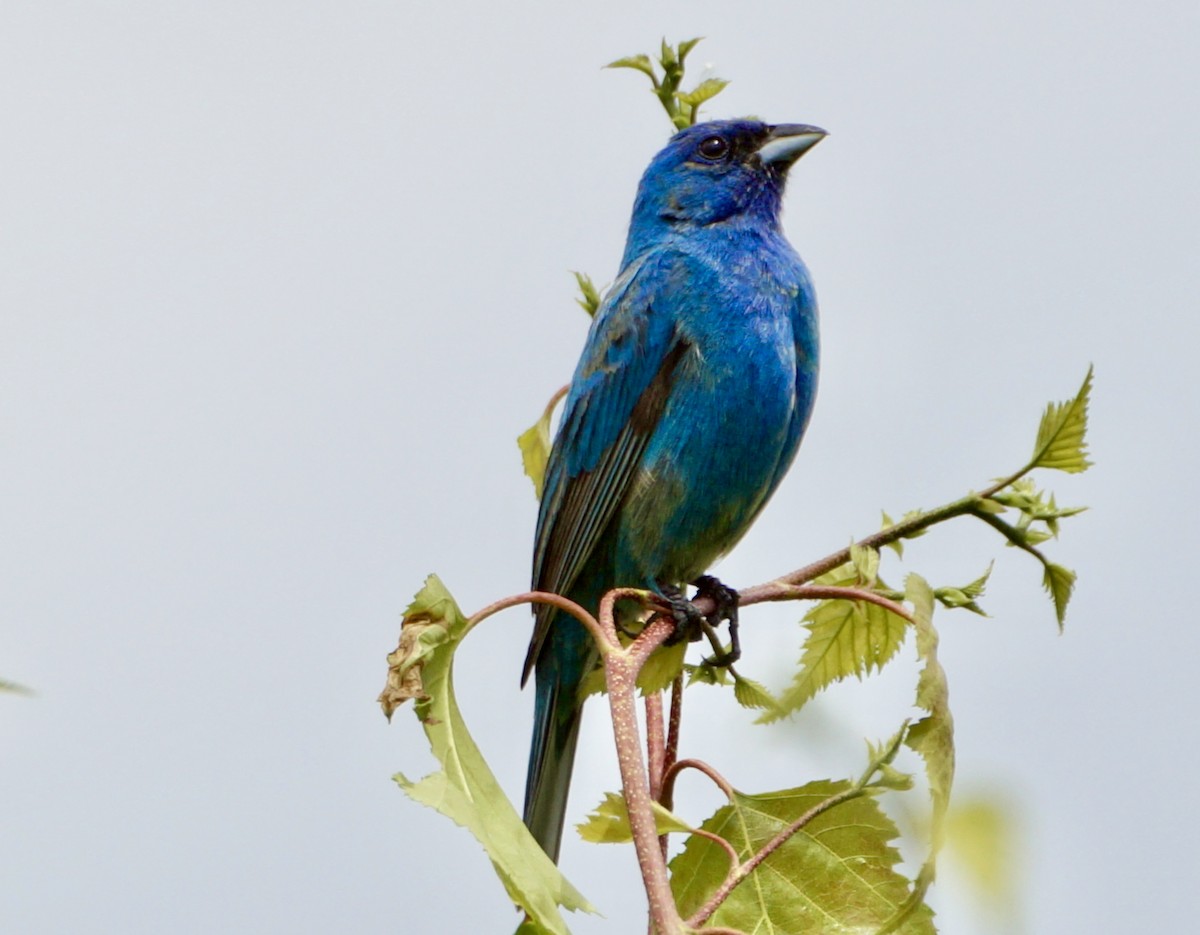 Indigo Bunting - Laura Sisitzky