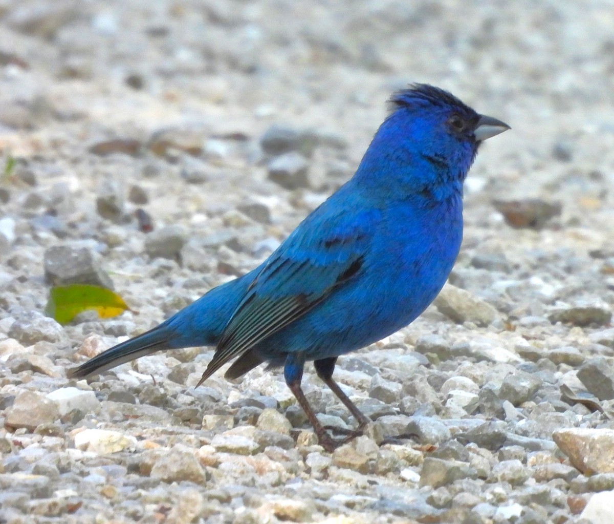 Indigo Bunting - ML620584417