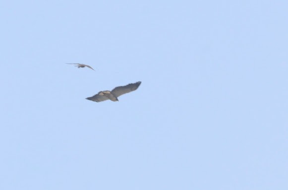 Swainson's Hawk - ML620584422