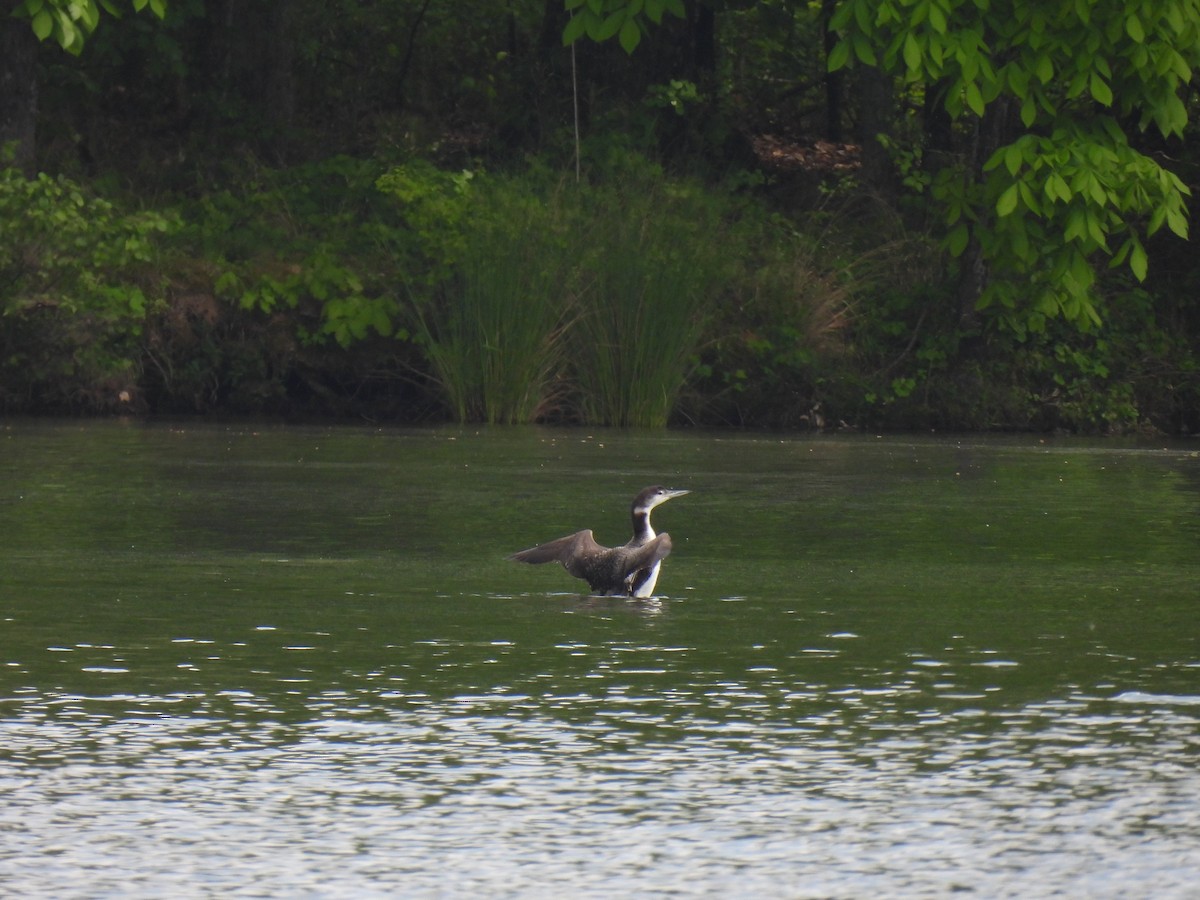 Common Loon - ML620584430