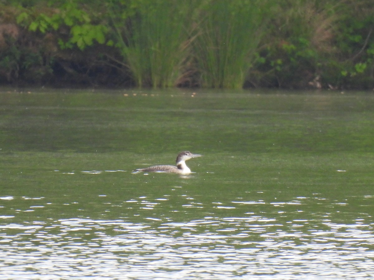 Common Loon - ML620584431