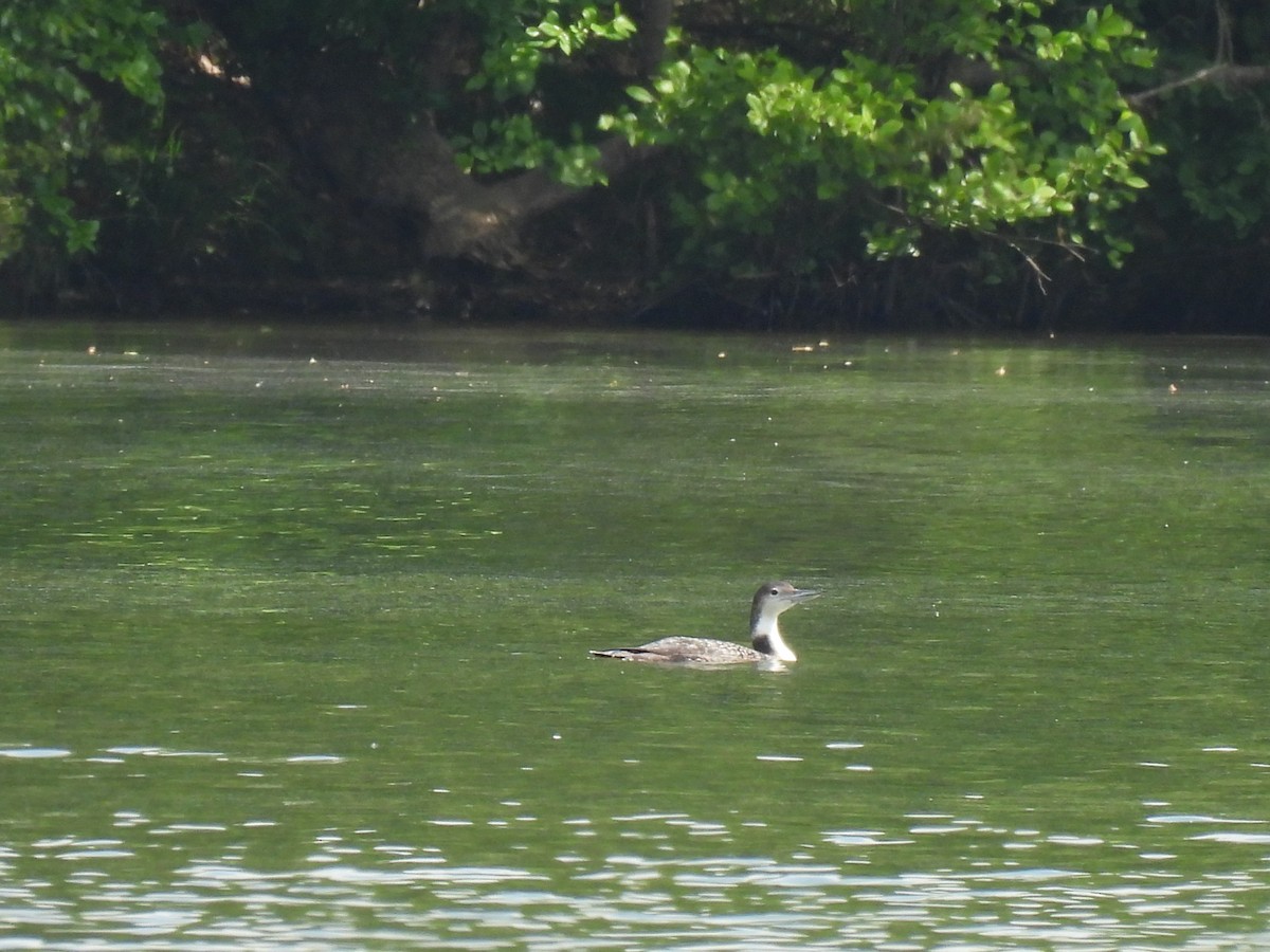 Common Loon - ML620584432