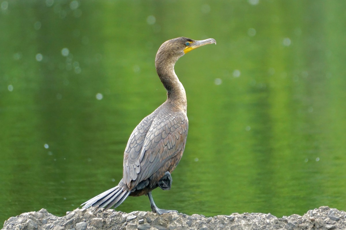 Double-crested Cormorant - Laura Sisitzky