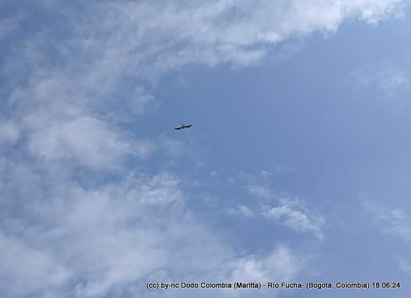 White-tailed Kite - Maritta (Dodo Colombia)