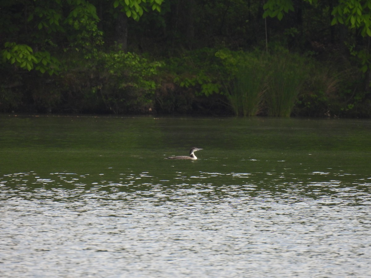 Plongeon huard - ML620584445