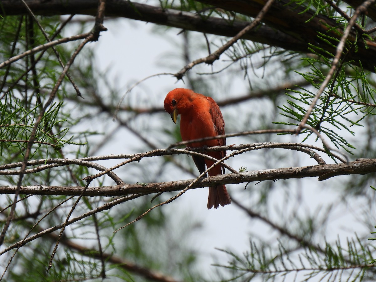 Summer Tanager - ML620584453