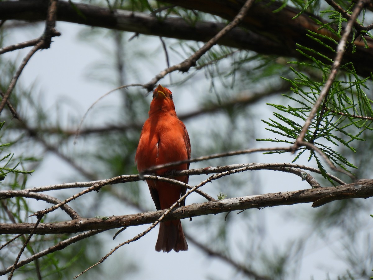 Summer Tanager - ML620584455