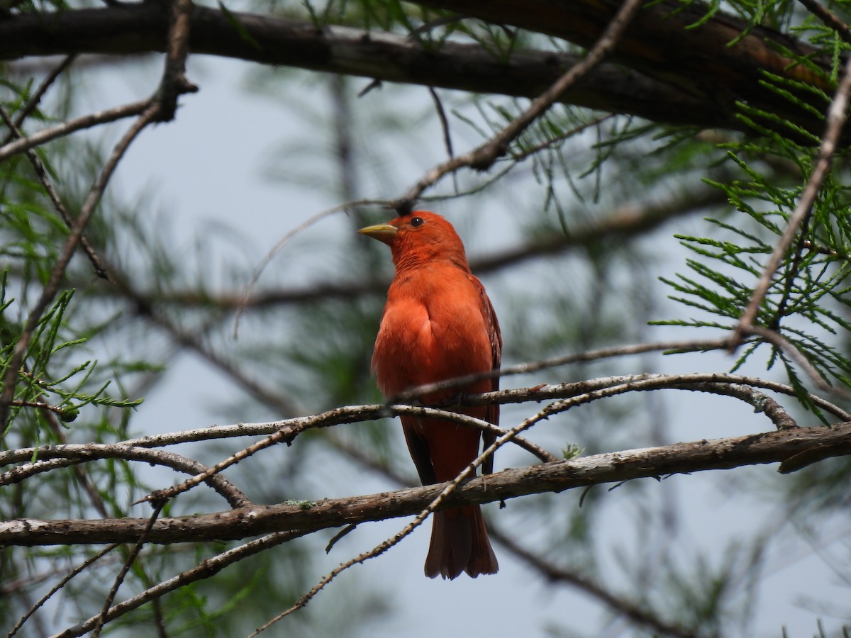 Summer Tanager - ML620584463