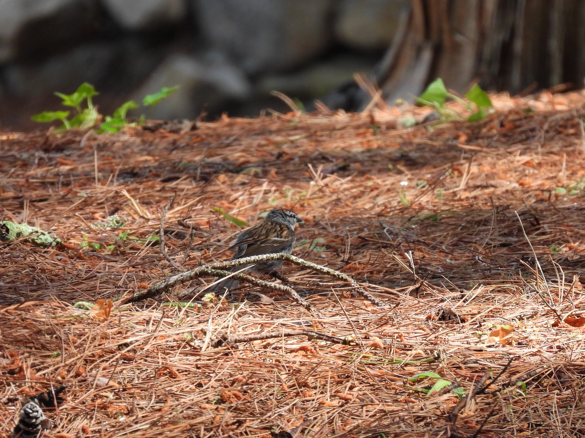 Chipping Sparrow - ML620584468