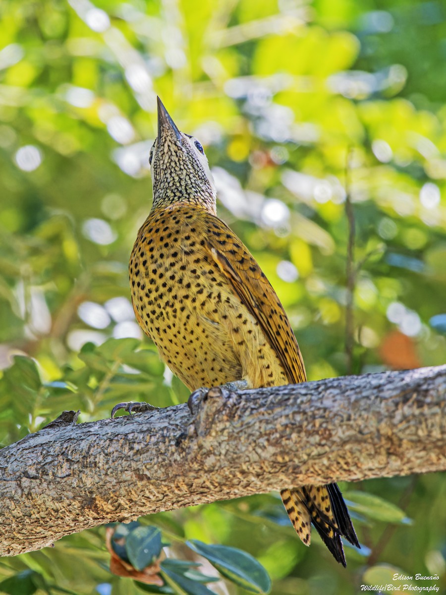 Spot-breasted Woodpecker - ML620584469