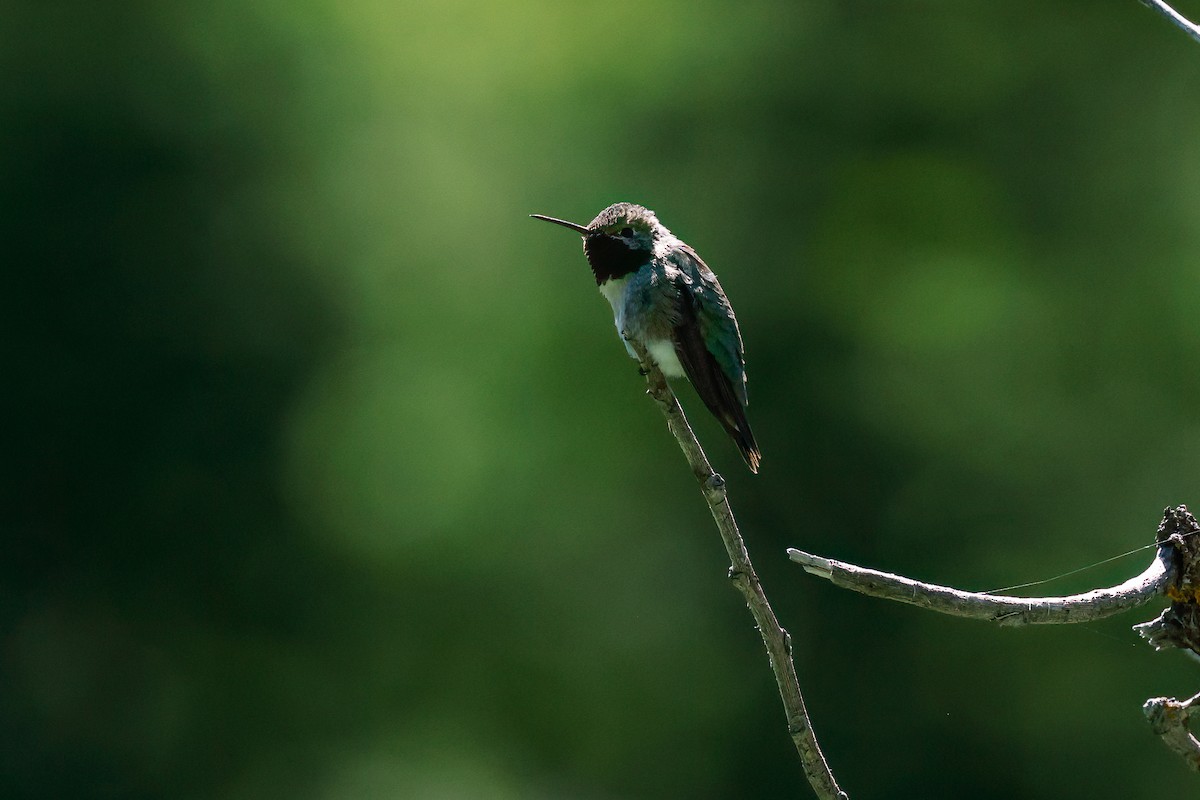 Black-chinned Hummingbird - ML620584473