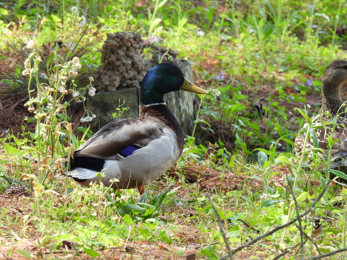 Canard colvert - ML620584474