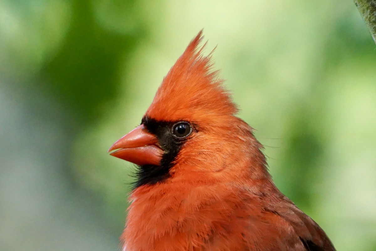 Northern Cardinal - ML620584476