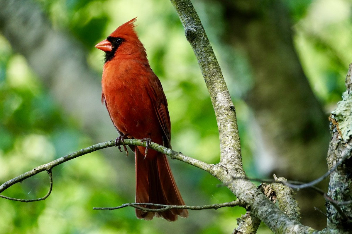 Northern Cardinal - ML620584477