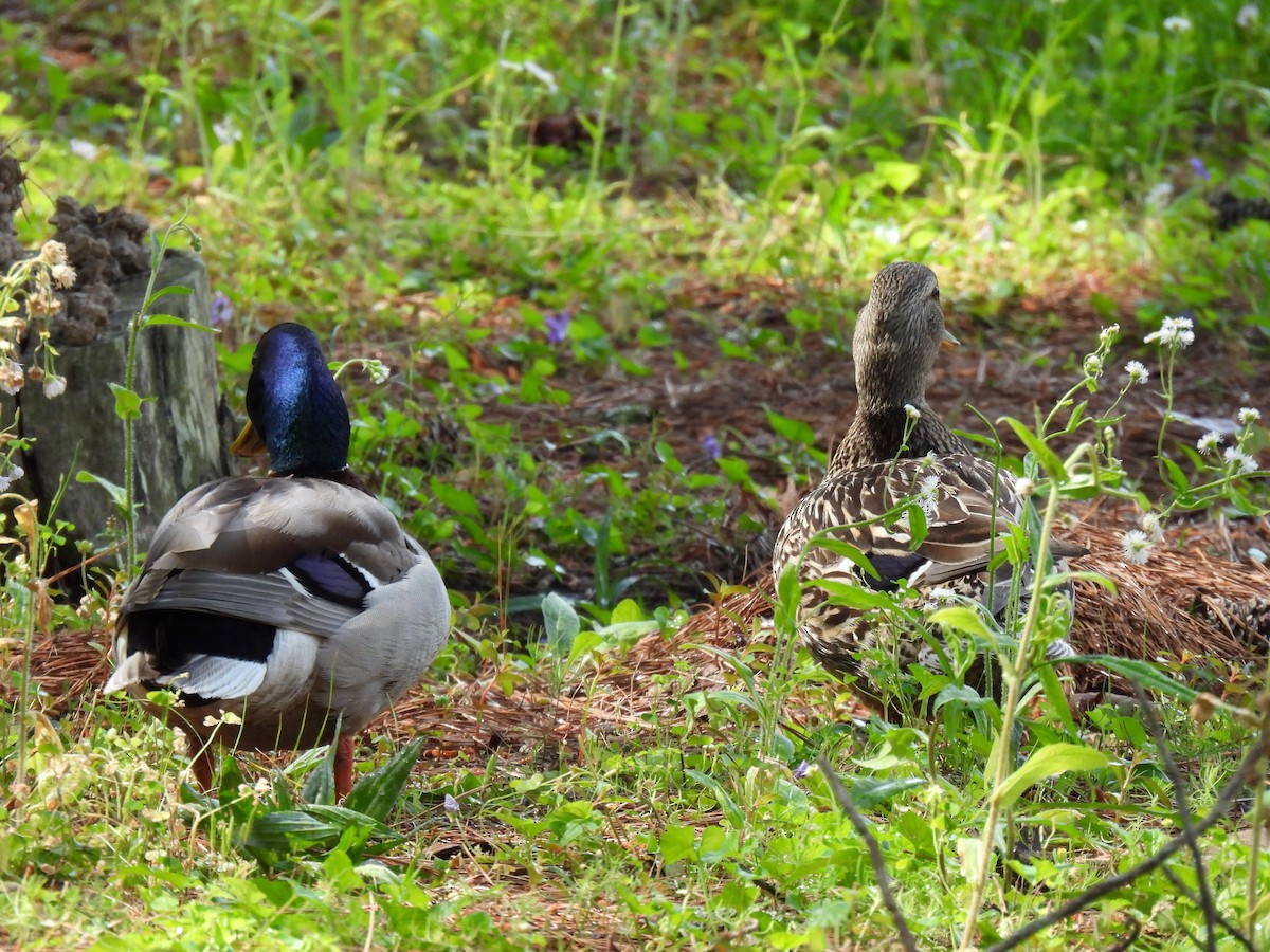 Mallard - ML620584478