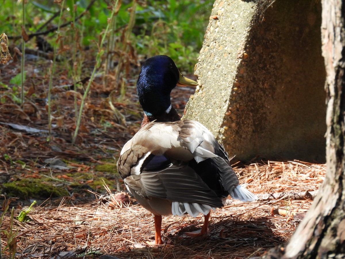 Canard colvert - ML620584480