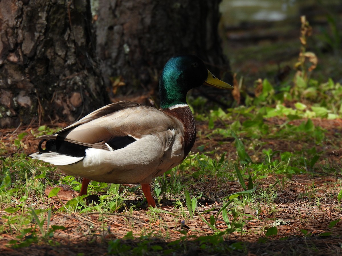 Canard colvert - ML620584481