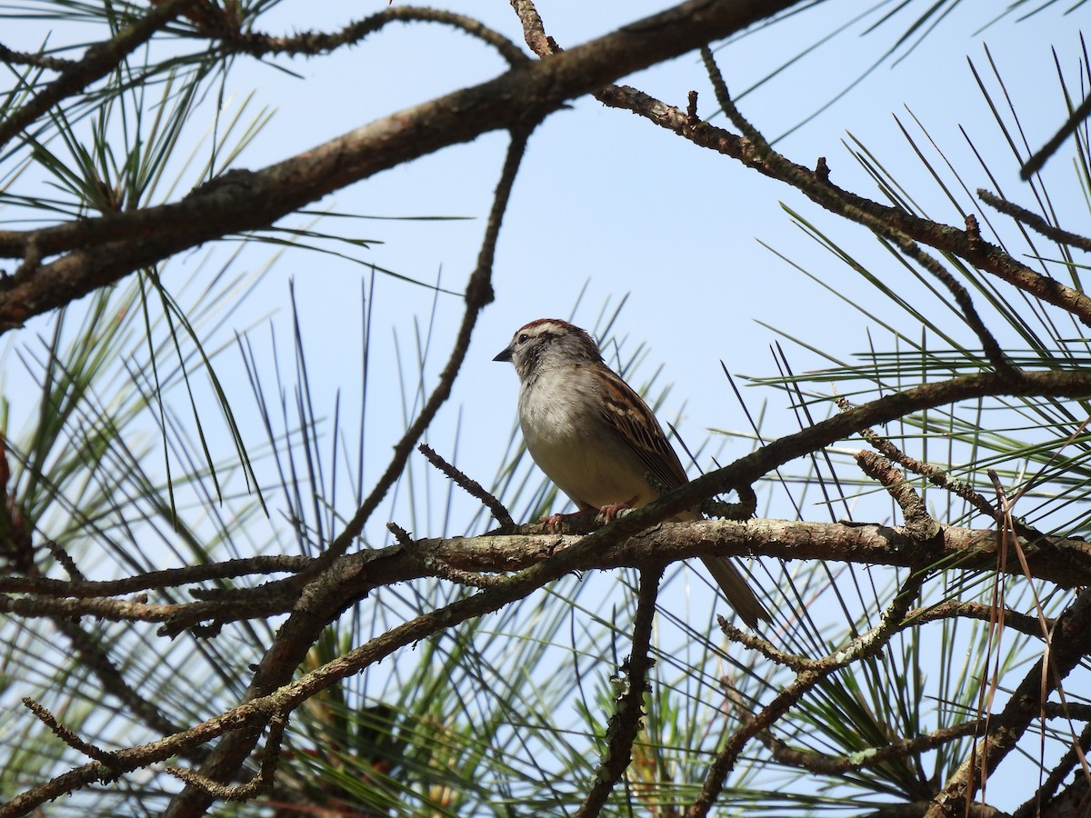 Chipping Sparrow - ML620584485