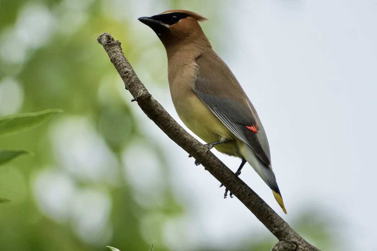 Cedar Waxwing - ML620584494