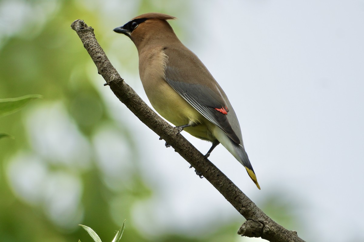 Cedar Waxwing - ML620584495