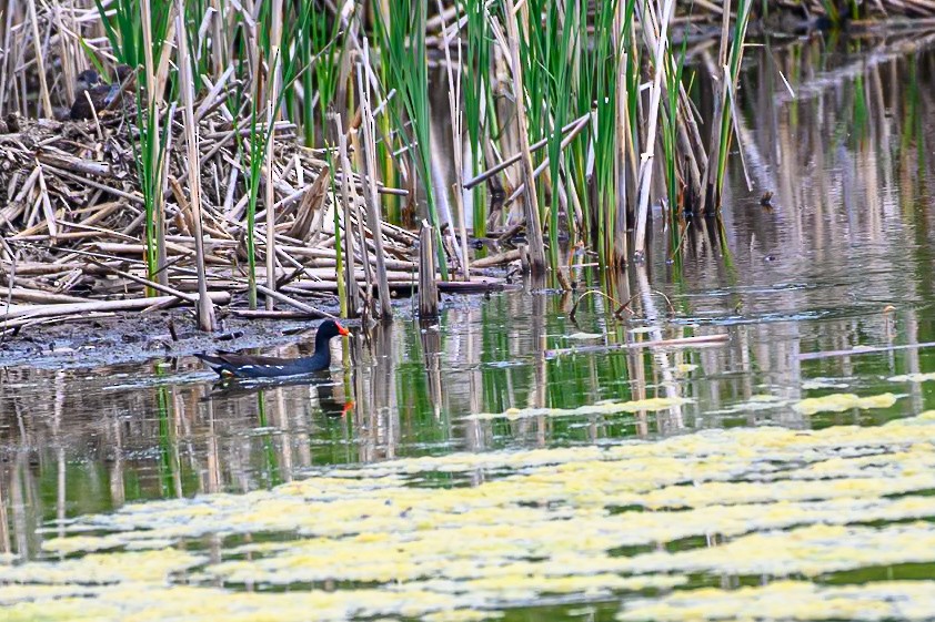 Gallinule d'Amérique - ML620584499