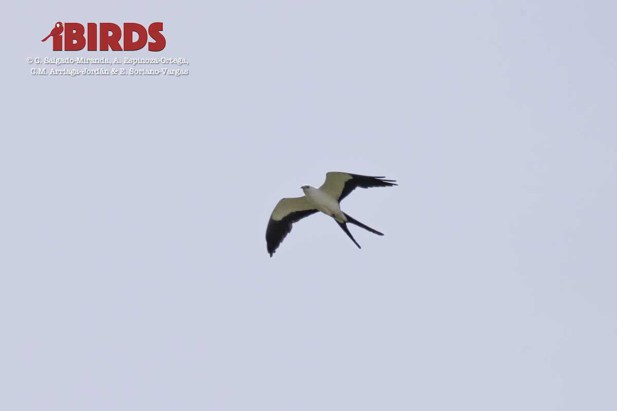 Swallow-tailed Kite - ML620584504