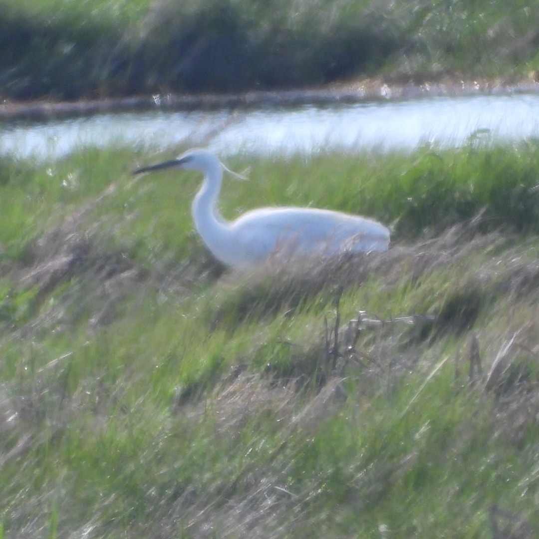 Little Egret - ML620584505