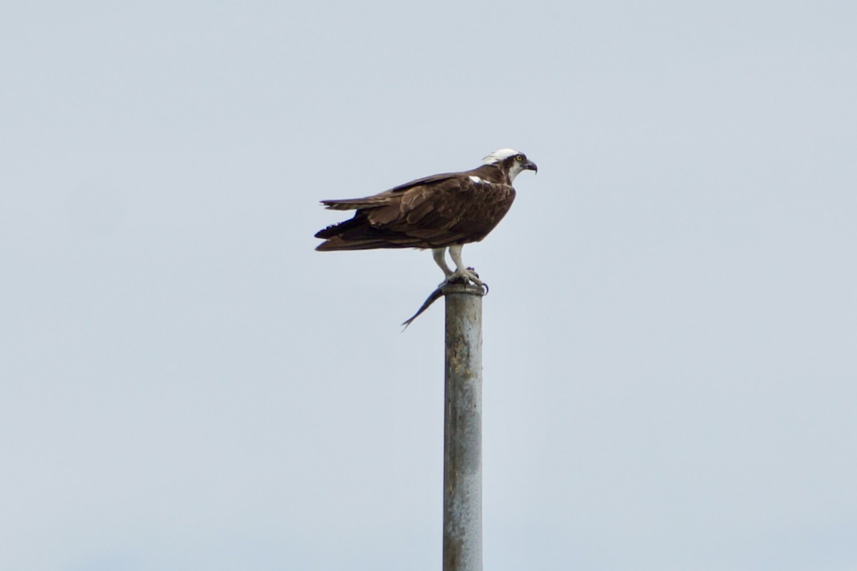 Águila Pescadora - ML620584510