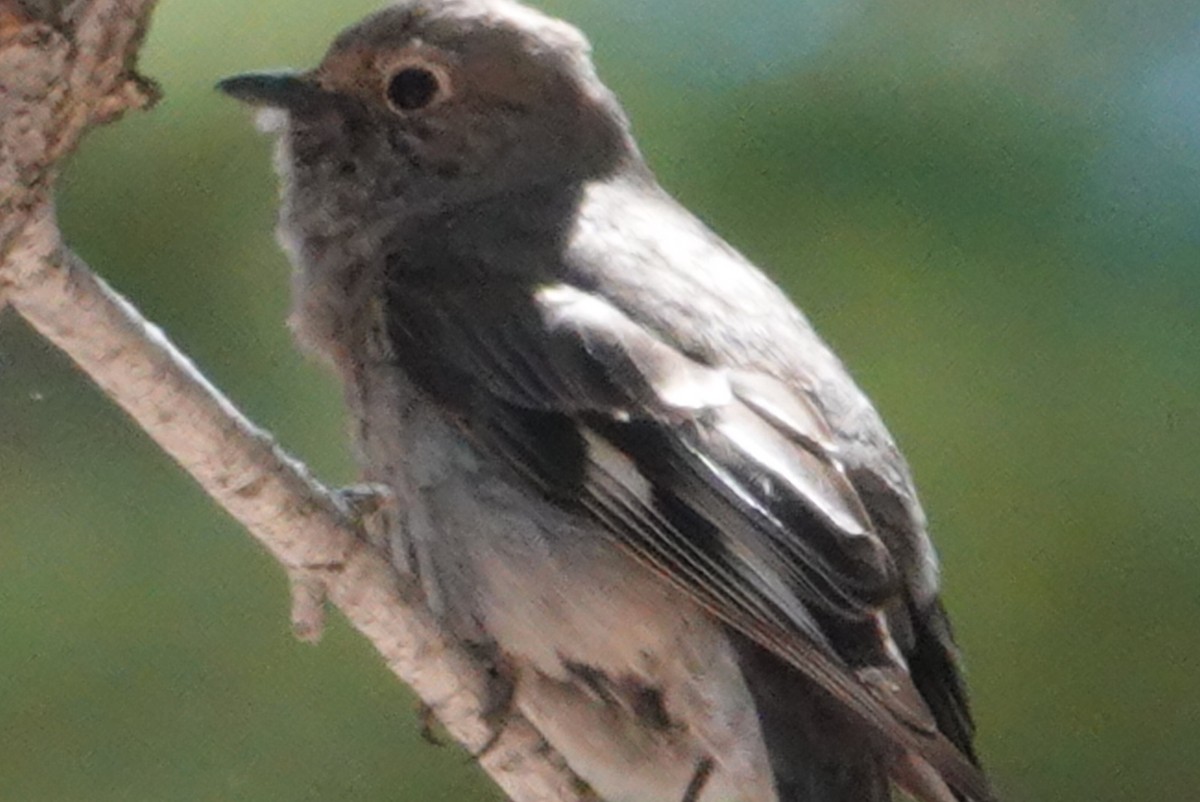 Townsend's Solitaire - ML620584516