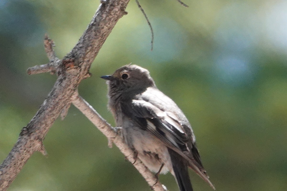 Townsend's Solitaire - ML620584517