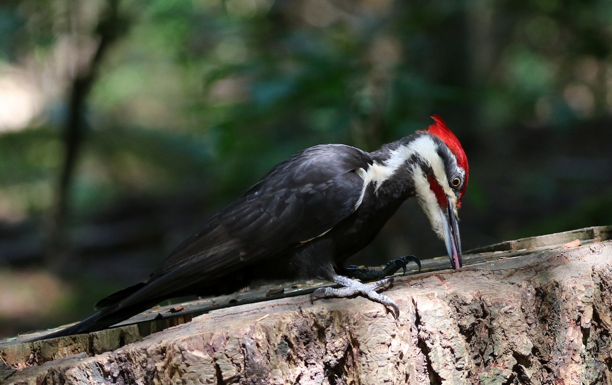 Pileated Woodpecker - ML620584535