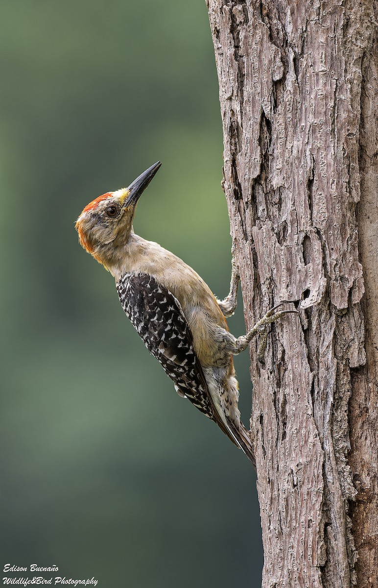 Red-crowned Woodpecker - ML620584539