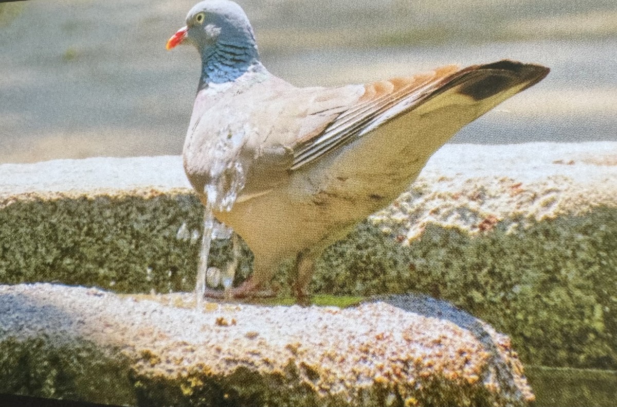 Rock Pigeon (Feral Pigeon) - ML620584543