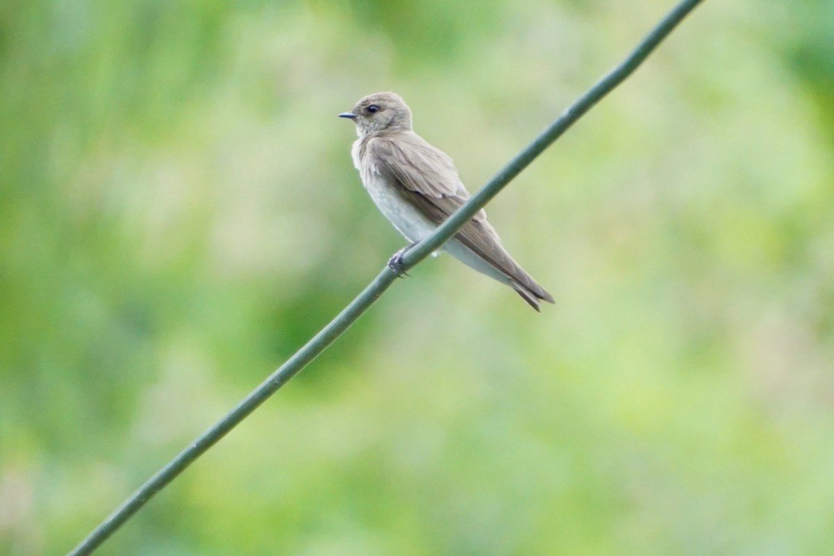 Northern Rough-winged Swallow - ML620584546