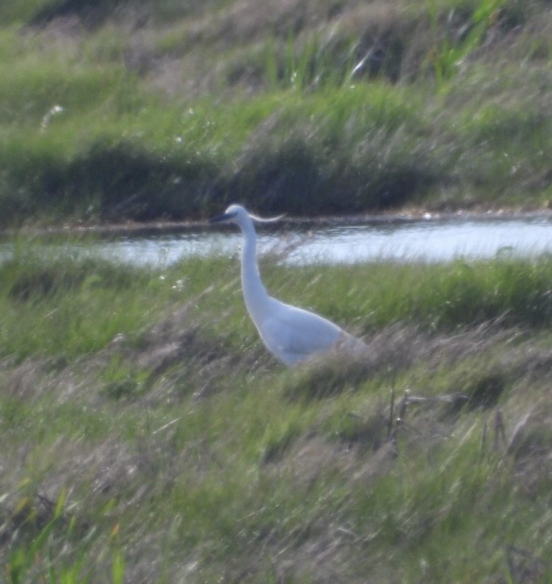 Little Egret - Manon Guglia