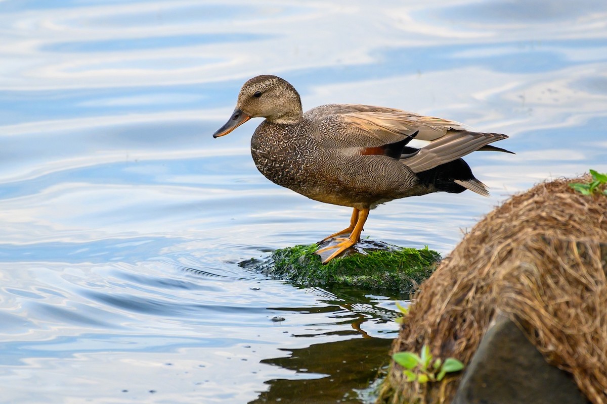 Gadwall - ML620584563