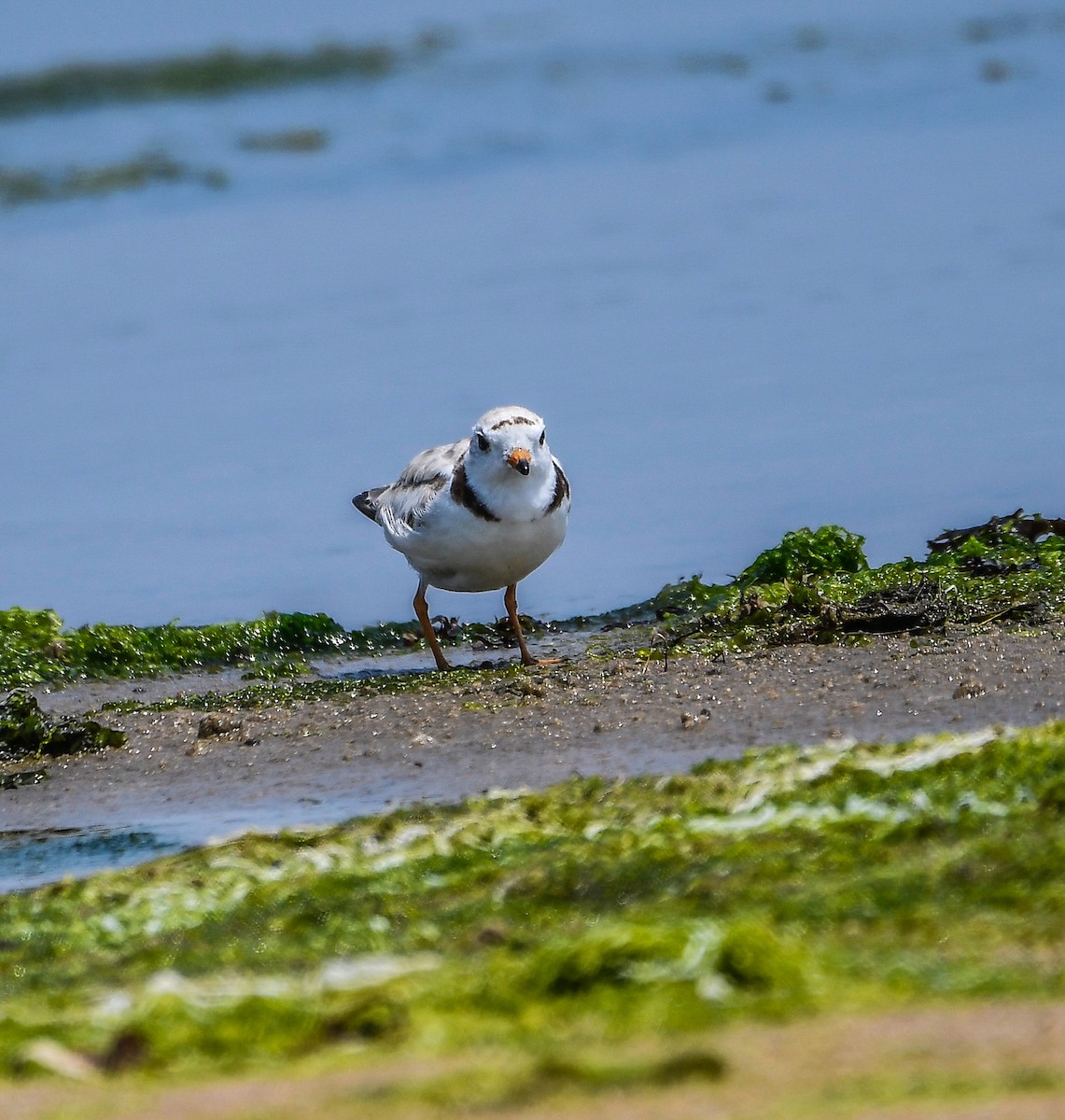 Piping Plover - ML620584564
