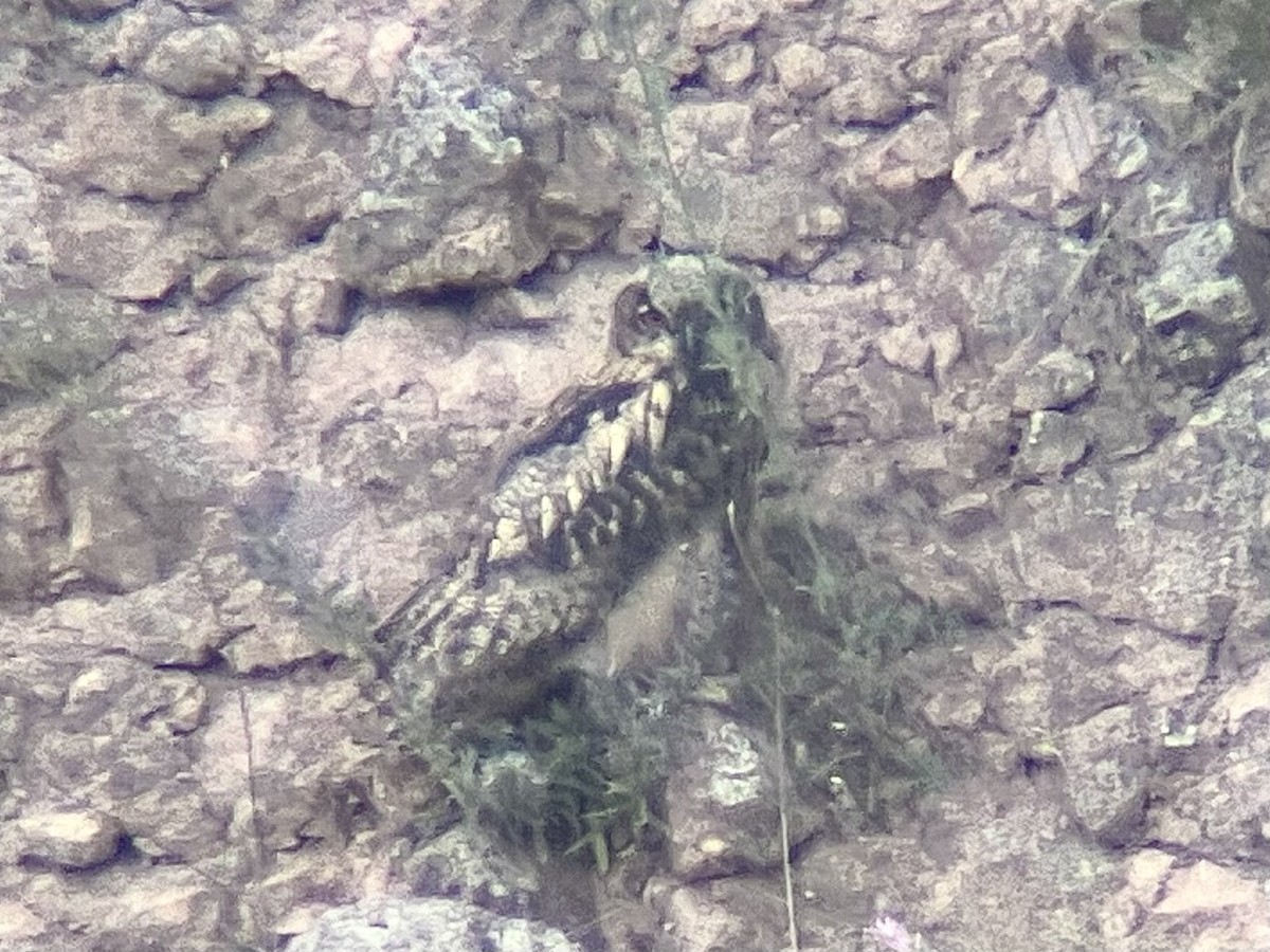 Eurasian Eagle-Owl - ML620584619