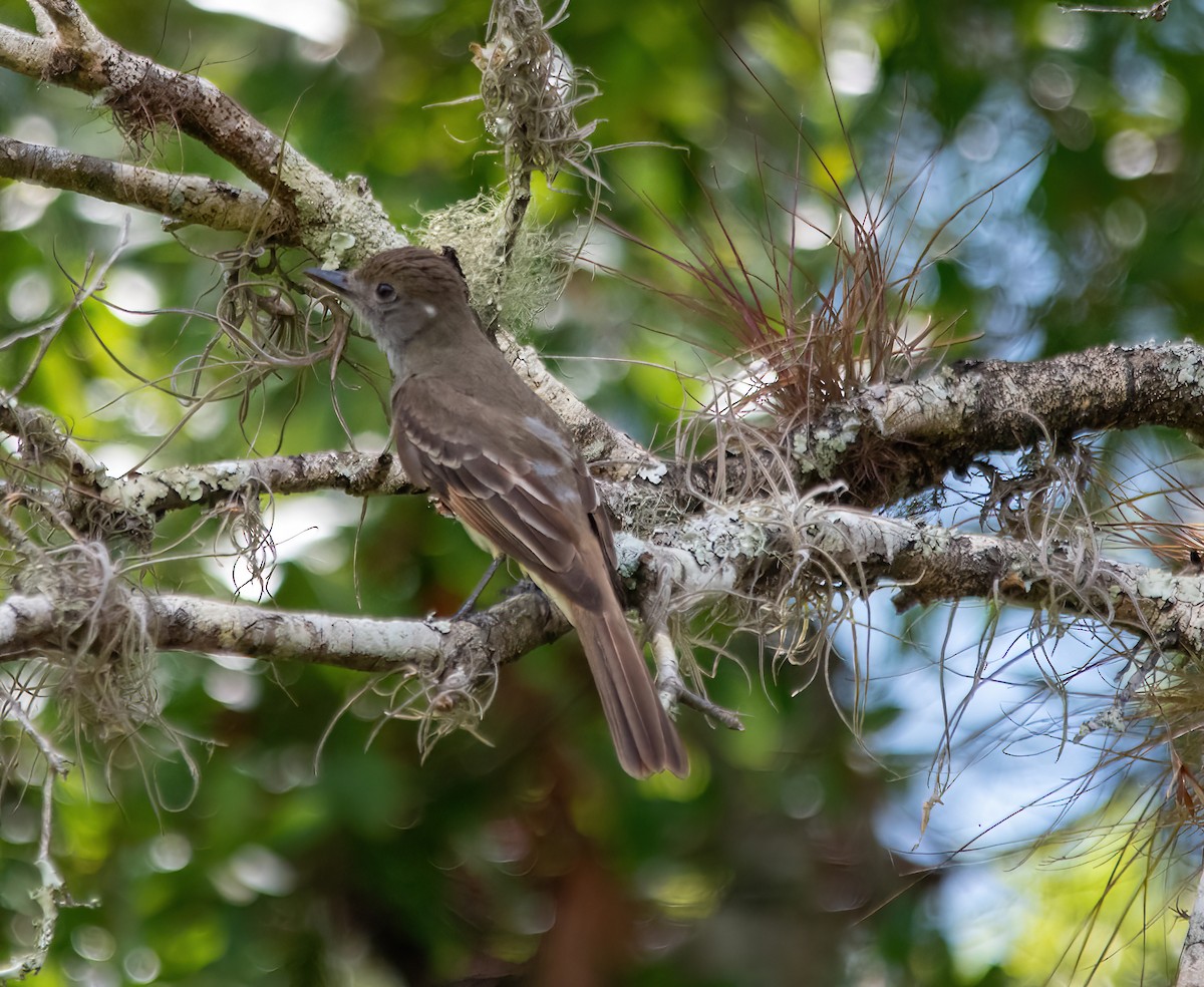 Great Crested Flycatcher - ML620584637