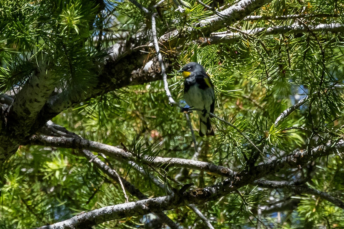 Yellow-rumped Warbler (Audubon's) - ML620584639