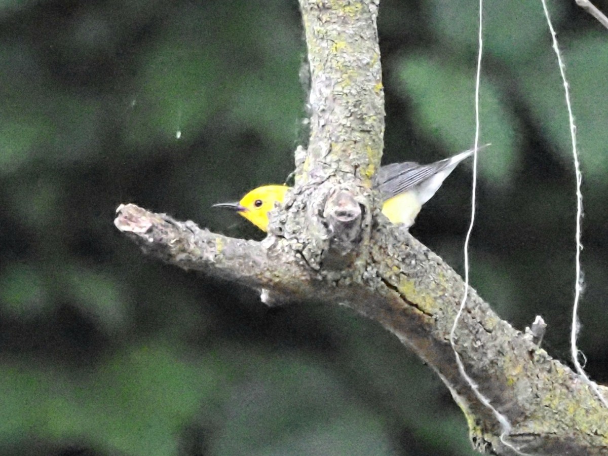 Prothonotary Warbler - ML620584640