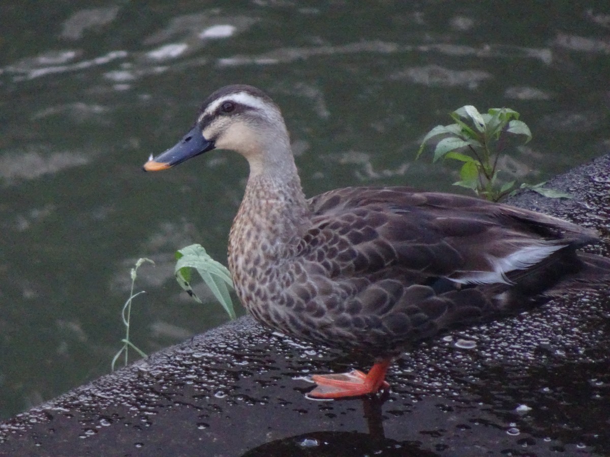 Eastern Spot-billed Duck - ML620584669