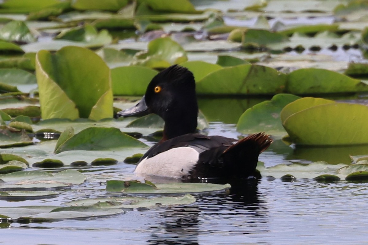 Ring-necked Duck - ML620584673