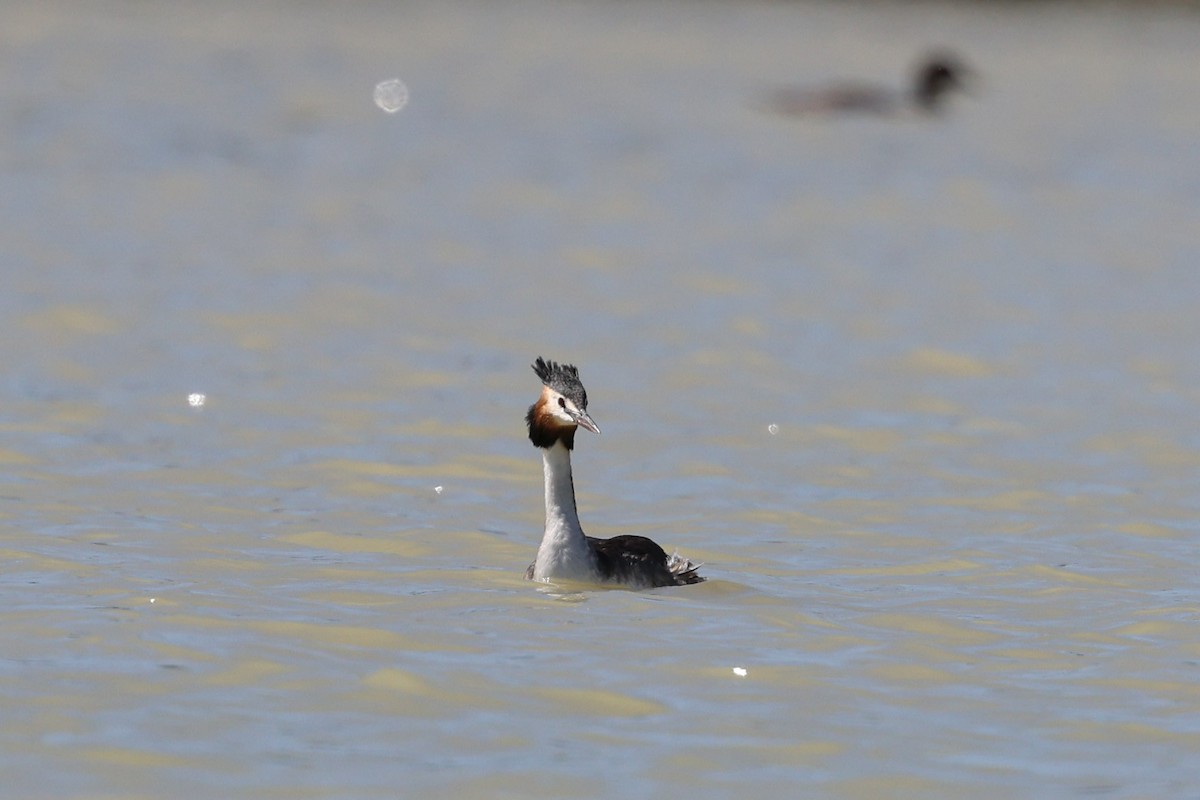Great Crested Grebe - ML620584676